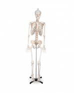 Esqueleto humano 